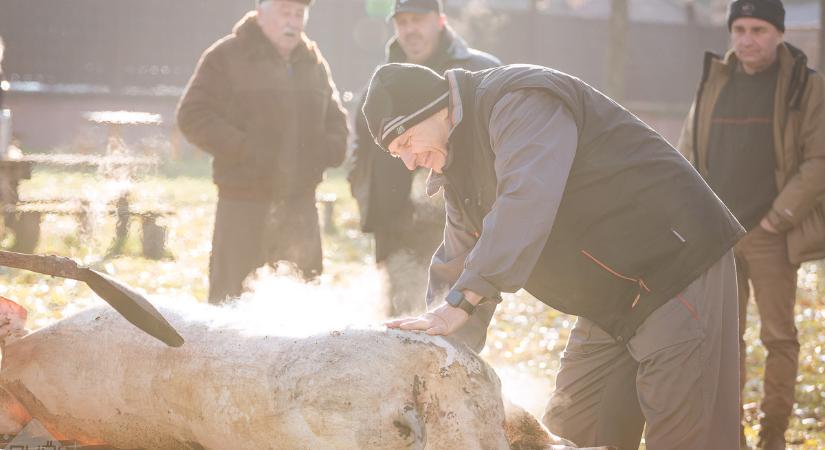 Falusi disznótor és vásár is lesz Ménfőcsanakon