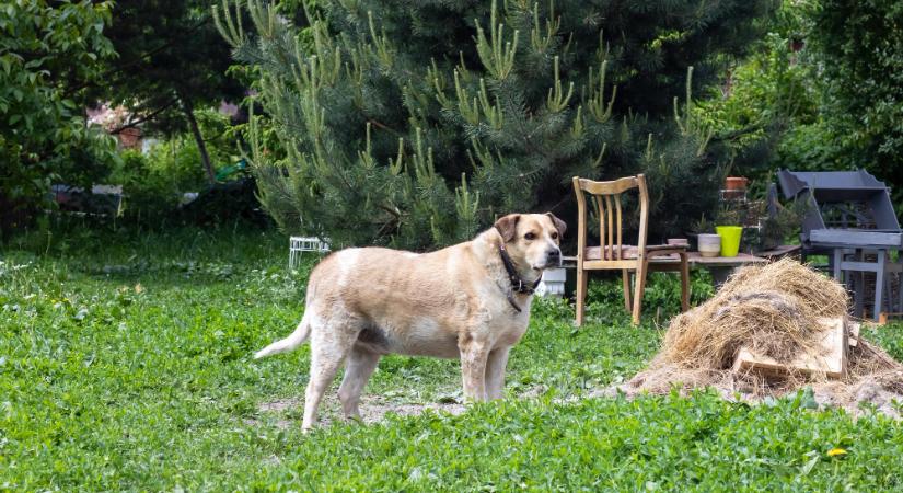 Patkányméreggel próbálta megmérgezni a kutyákat – kamera buktatta le