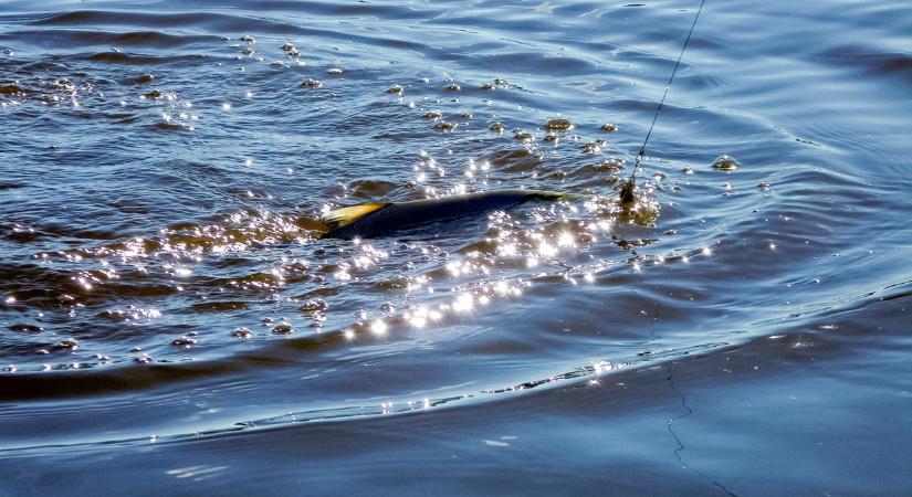 Rekord méretű halat fogtak Magyarországon: ekkorát még nem láttál