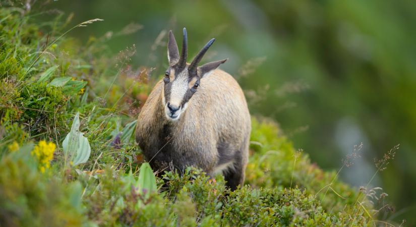 Hihetetlen, mi bukkant fel Kőszeg határában: több mint 40 éve nem láttak ilyet errefelé
