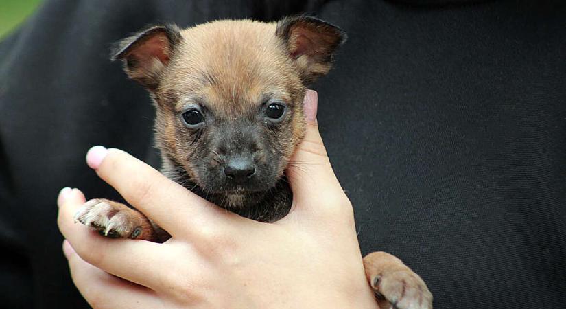 Nádudvari Péter: Zserbó kutya, az adventi csoda