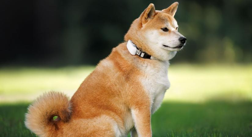 Veszélyes állatfelszerelések: bizonyos termékek felrobbanhatnak