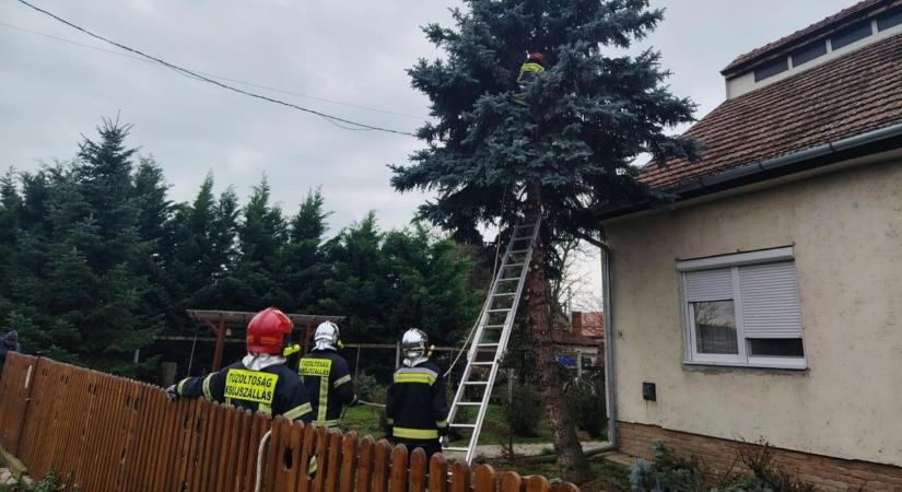 Csodálatos fenyőfa díszíti idén a főteret Túrkevén, a fotókon is jól átjön impozáns mérete