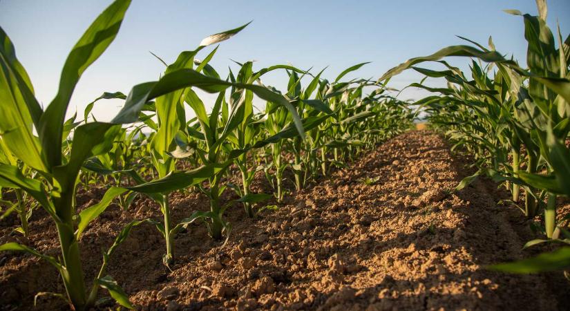 Agrár-élelmiszeripari stratégiát hagyott jóvá a kormány: cél a hazai termékek piaci jelenlétének növelése