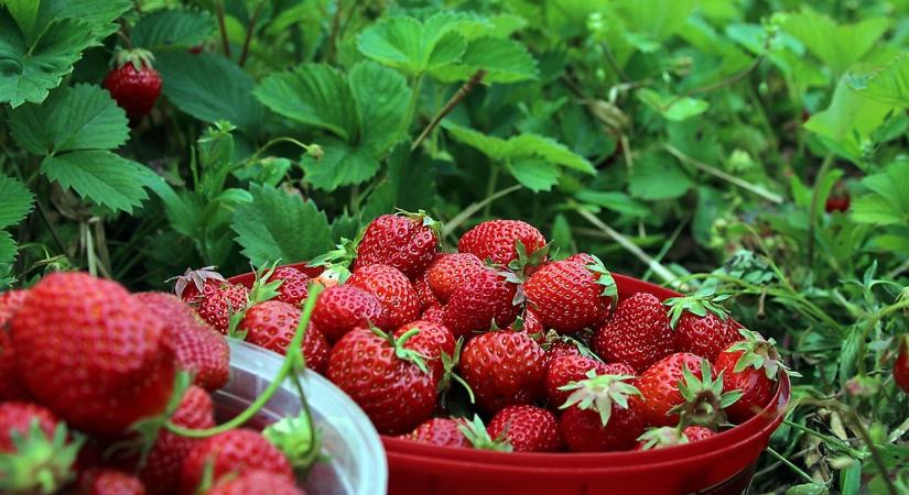 Fokhagymakivonatból készült növényvédő szert engedélyeztek ebben az országban