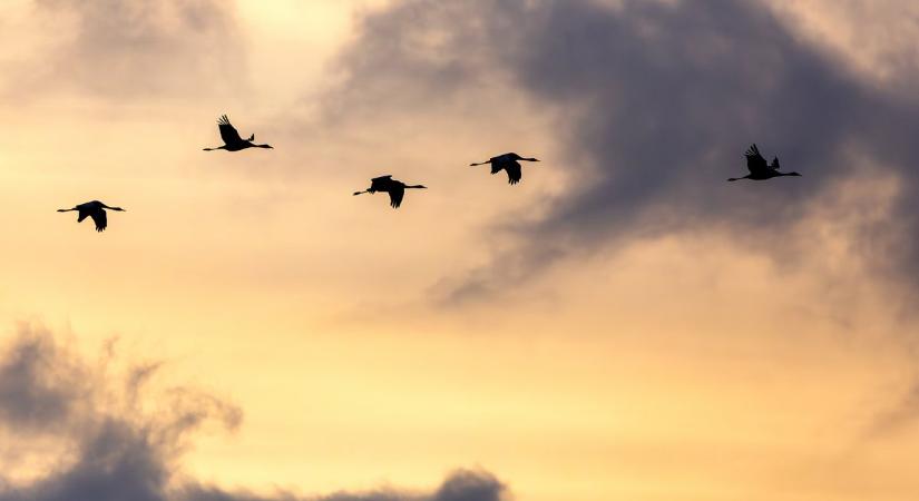 Vonuló darvak a Körös–Maros Nemzeti Park egén