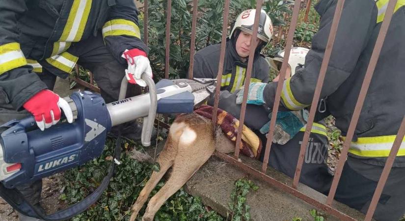 Családi ház kerítésébe szorult egy őz, videón, ahogy a tűzoltók kimentik az állatot