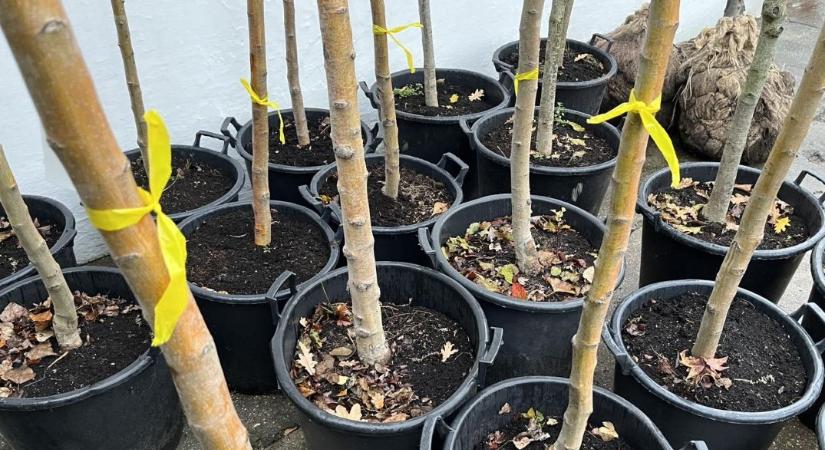 Átadták az életfákat