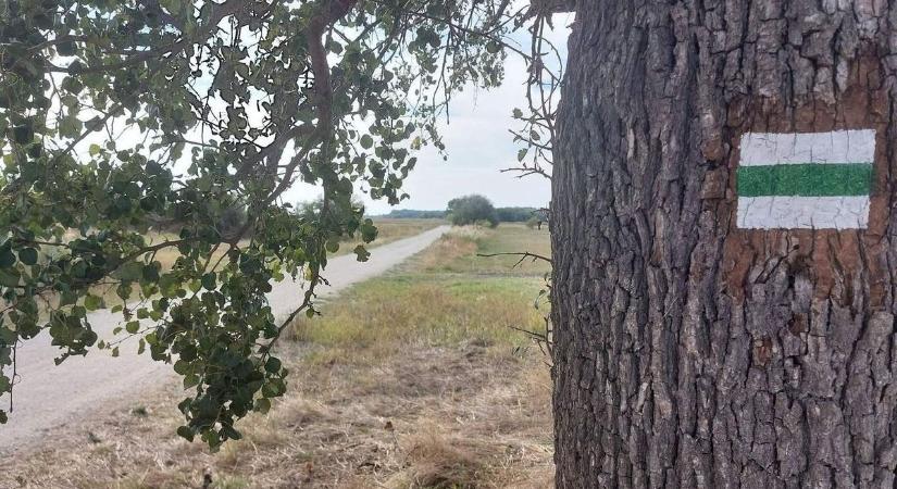 Bővült a turistautak száma Kiskunhalasnál: már a Vigyázó tölgyhöz is vezet a frissen kijelölt útvonal