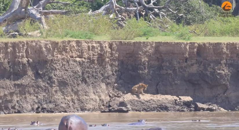 Drámai a végkifejlete annak a videónak, amelyen egy oroszlánkölyök próbál elmenekülni a vízilovak és krokodilok elől