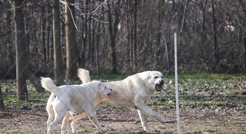 Kutyatámadás Toronyban: Mit kell tudni a közép-ázsiai juhászkutyáról? - vasi tenyésztőt kérdeztünk