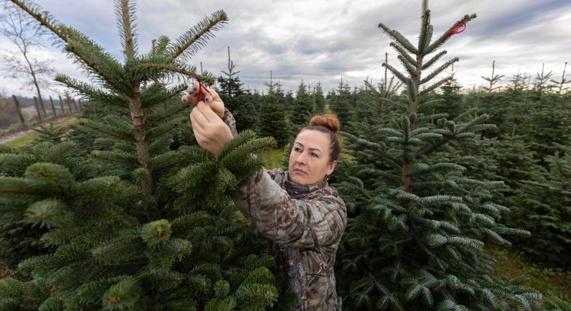 Meglepő, mennyibe kerülhet idén a karácsonyfa, mutatjuk az árakat