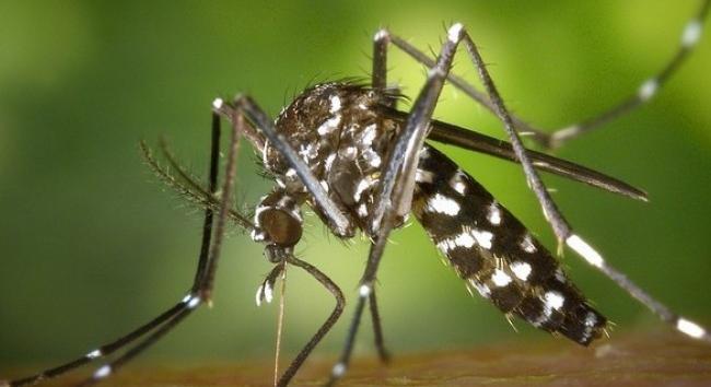 Szépen berendezkedett az ázsiai tigrisszúnyog Magyarországon