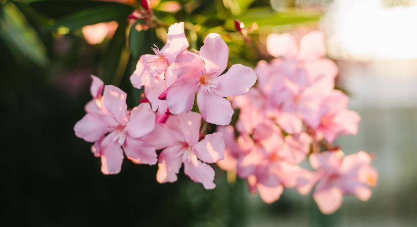 Fődíjat kapott a Virágos Magyarország versenyen Súr - megszólalt a polgármester