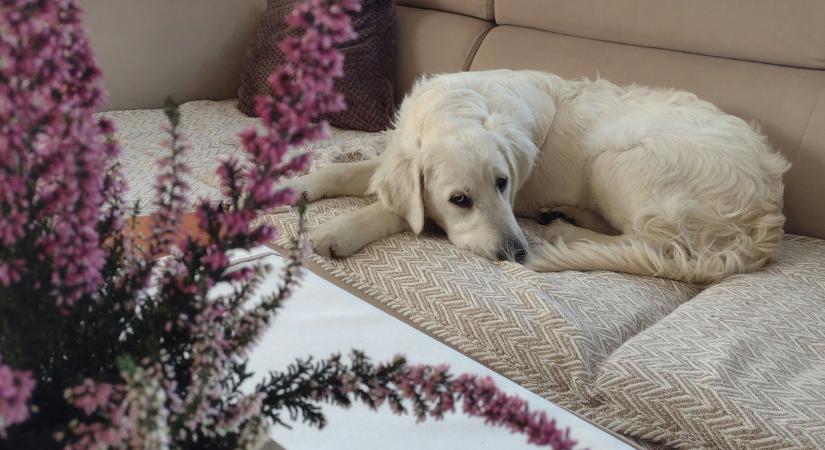 Mit csinálj, ha a kutya elrontja az intimitást egy párkapcsolatban? - A szakértő válaszol!