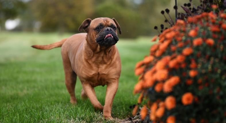 Így csóválja a kutya a farkát, amikor támadni készül