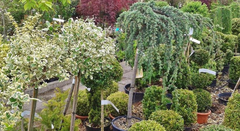 Minden növény eladásához szükséges a növényútlevél?