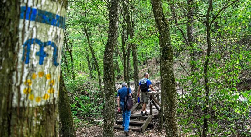 Szentélyerdők Magyarországon – a láthatatlan zöld misztériumok nyomában