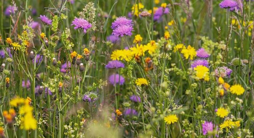 Vadvirágok a kertben: mit vethetünk most? – Útmutató az őszi-téli vetéshez
