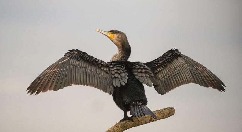 Küszöbön az invázió! Kizabálják a kormoránok a halat a Balatonból, tonnákban mérhető a pusztításuk