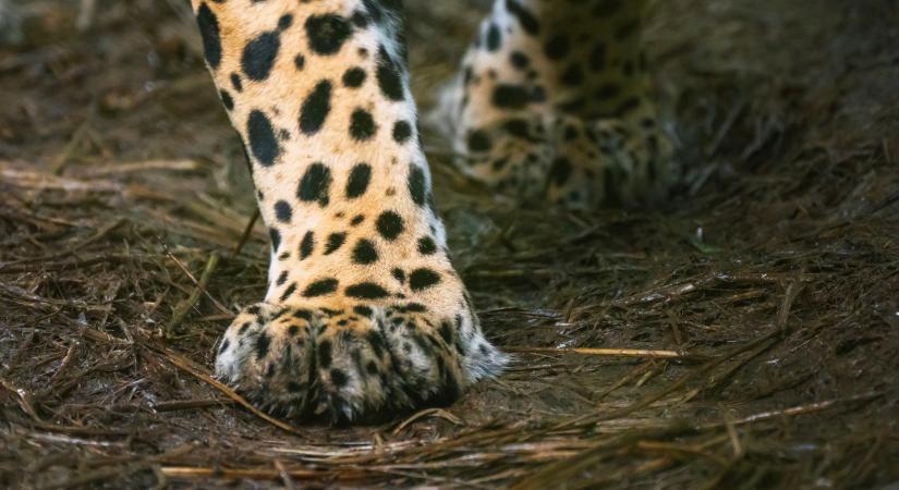 Ezért ilyen nagyok a vadmacskák mancsai (videó)