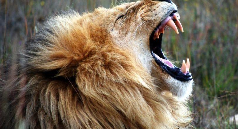 Először született mesterséges megtermékenyítéssel oroszlán Szingapúrban