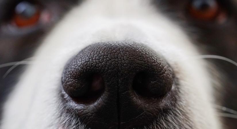 Mérget dobott a szomszédba – videó