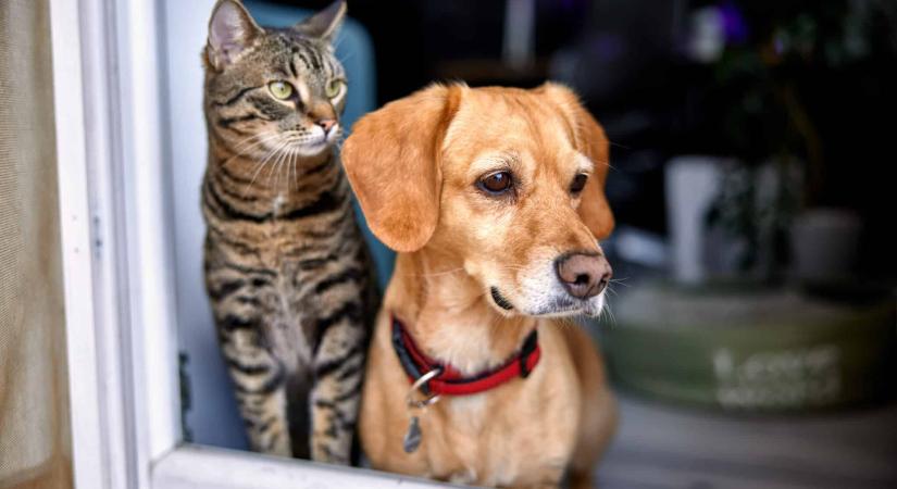 Minden magyar kutya- és macskatulajdonost érintő új előírás léphet életbe