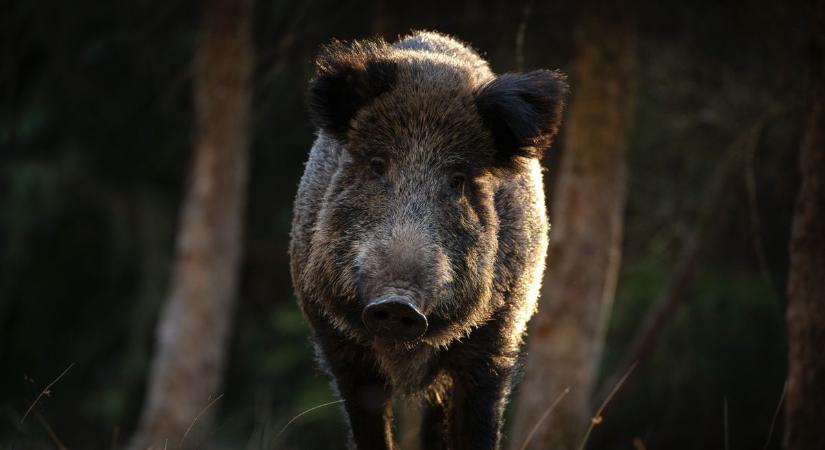 Vadat gázolt egy autós az 1-es főúton, Győr és Gönyű között