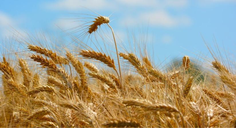 Ukrán gabona: Mennyiség vagy minőség? A döntés éve jön