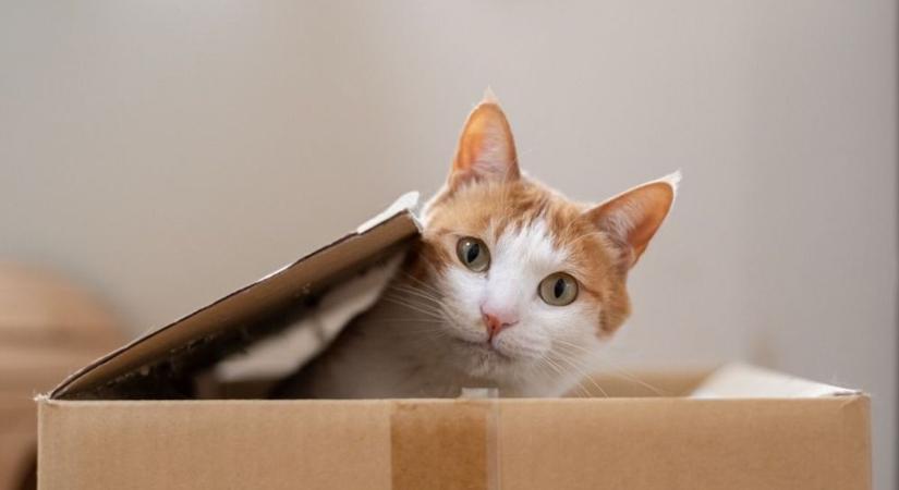 Különleges táblával vigyáznak a macskákra ebben a szegedi városrészben