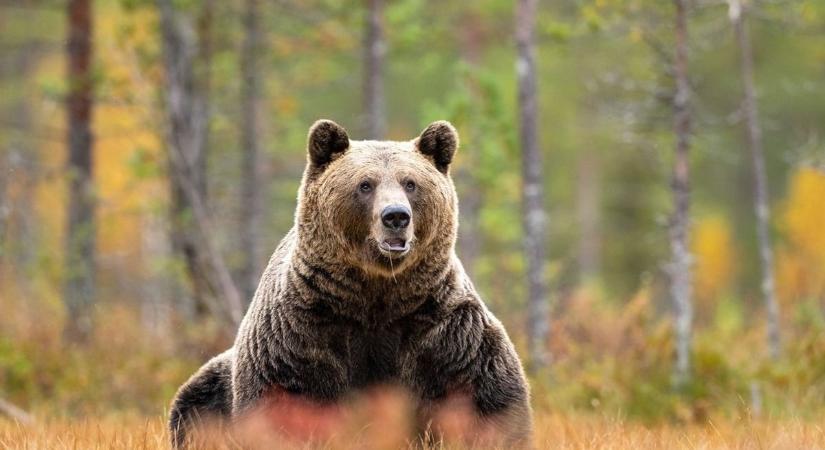 A medvék és a farkasok megnehezítik Görögország lakóinak mindennapjait