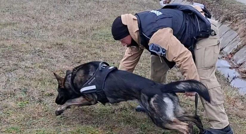 Négylábú kommandósok Veszprémben – fotókon a kutyák, akiktől minden rosszfiú fél!