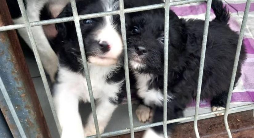 „Melyikre mondtunk volna nemet?” – Bajban a menedék, mutatjuk, hogyan segíthetsz!