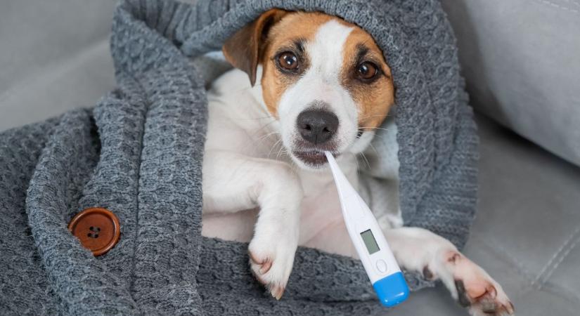 Nem csak te fázol! - Így tudsz segíteni egy kihűlt állaton