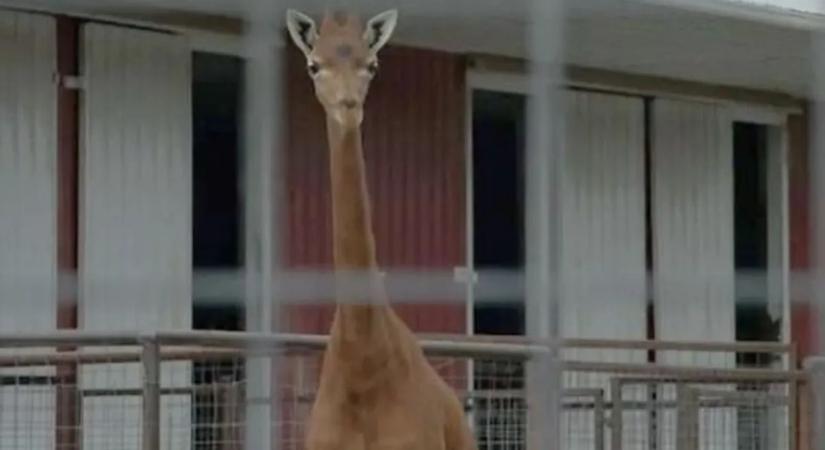 Rejtélyes körülmények között pusztult el a világ egyik legritkább állata