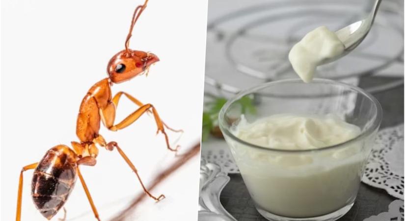 Ősi joghurt hangyákkal? Igen, tényleg így készült – és a csúcsgasztronómia most visszahozza