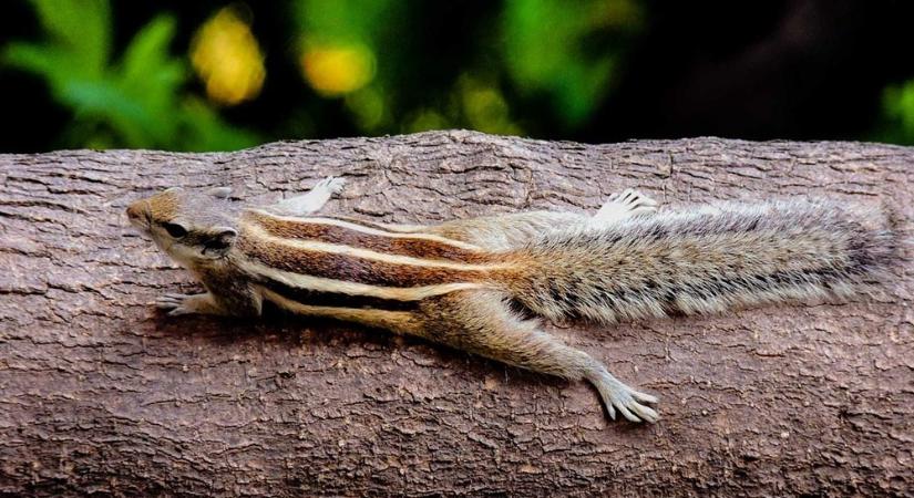 Amikor a mókus volt a státuszszimbólum – és minden gazdag család ilyet akart tartani