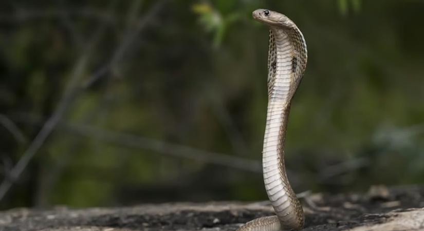 Hogyan mozognak a kígyók valójában? Több ez, mint egyszerű kúszás