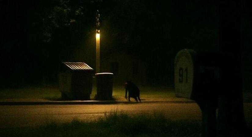 Éjszakai vadászat indul Pécsen