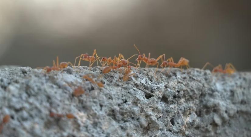 A hangyafarm nem csak játék – a hangyák már évmilliók óta profi gazdák