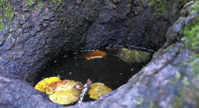 Közösségi alapú mintaprojekt indult a Pilisben – közel tízezer mikroélőhelyet térképeztek fel