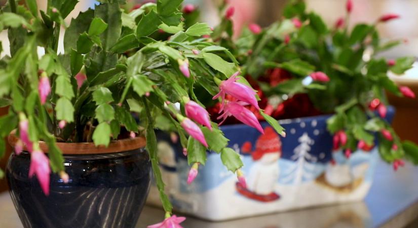 Túlélik-e a szobanövények a karácsonyi fűtési csatát? – A nagy páratartalom-háború