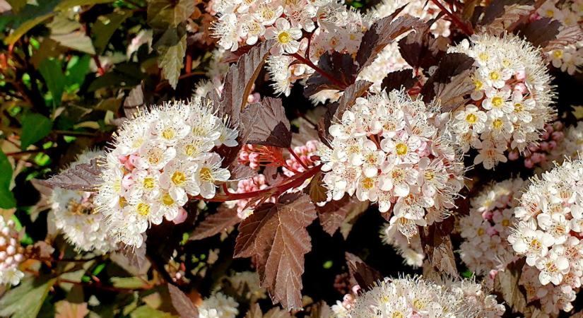 Hólyagvessző – a kert színváltó bohémje mindig tud valami újat mutatni