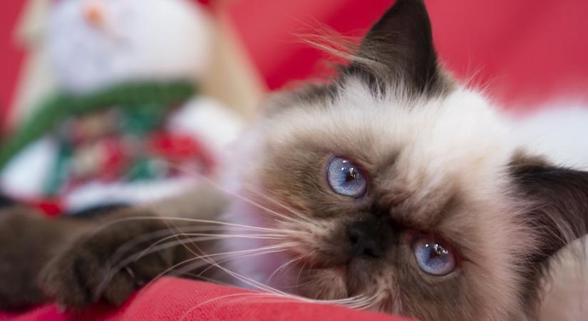 Ez kerüljön a macska adventi kalendáriumába