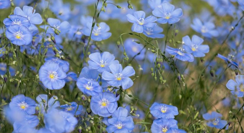 Évelő len – a kert kék szeme, amely már a történelem előtt is velünk volt