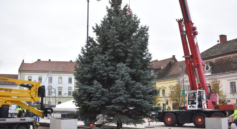 Megérkezett Pápa város karácsonyfája (képek, videó)!