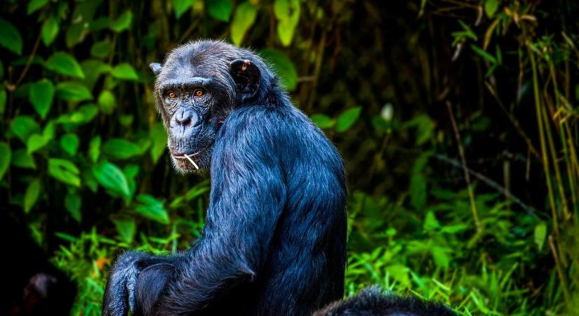 Leprás csimpánzokat fedeztek fel az afrikai dzsungelben