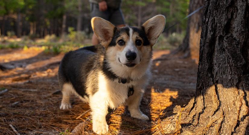 Egy rendkívül titokzatos erdő, amit évente mindössze 10 napra nyitnak meg előttünk