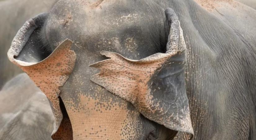 Ez jó móka lesz: itt vannak az év legviccesebb természetfotója verseny döntősei!